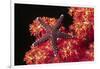 Warty Sea Star on Soft Coral-Hal Beral-Framed Photographic Print