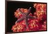 Warty Sea Star on Soft Coral-Hal Beral-Framed Photographic Print