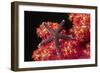 Warty Sea Star on Soft Coral-Hal Beral-Framed Photographic Print