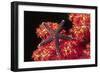 Warty Sea Star on Soft Coral-Hal Beral-Framed Photographic Print