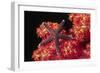 Warty Sea Star on Soft Coral-Hal Beral-Framed Photographic Print