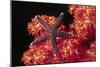 Warty Sea Star on Soft Coral-Hal Beral-Mounted Photographic Print