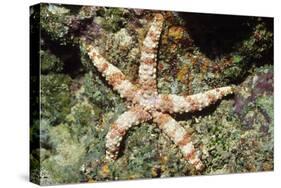 Warty Sea Star-Hal Beral-Stretched Canvas