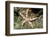 Warty Sea Star-Hal Beral-Framed Photographic Print