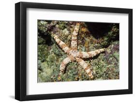 Warty Sea Star-Hal Beral-Framed Photographic Print