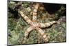 Warty Sea Star-Hal Beral-Mounted Photographic Print