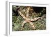 Warty Sea Star-Hal Beral-Framed Photographic Print