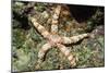 Warty Sea Star-Hal Beral-Mounted Photographic Print