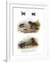 Warty Toad-null-Framed Giclee Print