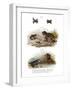 Warty Toad-null-Framed Giclee Print