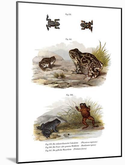Warty Toad-null-Mounted Giclee Print