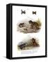 Warty Toad-null-Framed Stretched Canvas