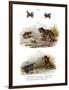 Warty Toad-null-Framed Premium Giclee Print