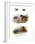 Warty Toad-null-Framed Giclee Print