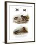 Warty Toad-null-Framed Giclee Print