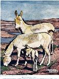 The Onager, from 'The New Natural History', by John Arthur Thompson (1861-1-Warwick Reynolds-Giclee Print