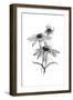 Wash Echinacea II-Chris Paschke-Framed Art Print