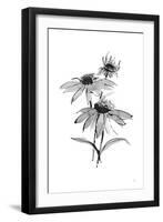 Wash Echinacea II-Chris Paschke-Framed Art Print