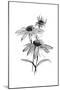 Wash Echinacea II-Chris Paschke-Mounted Art Print