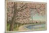 Wash. Monument & Cherry Blossoms-null-Mounted Art Print