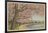 Wash. Monument & Cherry Blossoms-null-Framed Art Print