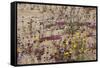 Wash of Wildflowers - Cottonwood Mtns - 042423-Jared Quentin-Framed Stretched Canvas