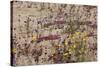 Wash of Wildflowers - Cottonwood Mtns - 042423-Jared Quentin-Stretched Canvas