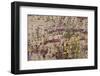 Wash of Wildflowers - Cottonwood Mtns - 042423-Jared Quentin-Framed Photographic Print