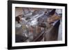 Washing Glasses at Diner-William P. Gottlieb-Framed Photographic Print