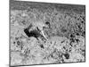 Washing in a Shell Hole 1917-Robert Hunt-Mounted Photographic Print