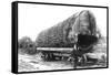 Washington - A Huge Tree Log Ready to be Shipped-Lantern Press-Framed Stretched Canvas