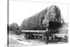 Washington - A Huge Tree Log Ready to be Shipped-Lantern Press-Stretched Canvas