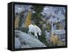 Washington, Adult Mountain Goat Steps Down a Rock Face in the Alpine Lakes Wilderness-Gary Luhm-Framed Stretched Canvas