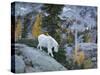 Washington, Adult Mountain Goat Steps Down a Rock Face in the Alpine Lakes Wilderness-Gary Luhm-Stretched Canvas