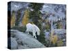 Washington, Adult Mountain Goat Steps Down a Rock Face in the Alpine Lakes Wilderness-Gary Luhm-Stretched Canvas