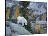 Washington, Adult Mountain Goat Steps Down a Rock Face in the Alpine Lakes Wilderness-Gary Luhm-Stretched Canvas