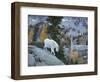 Washington, Adult Mountain Goat Steps Down a Rock Face in the Alpine Lakes Wilderness-Gary Luhm-Framed Photographic Print