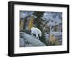 Washington, Adult Mountain Goat Steps Down a Rock Face in the Alpine Lakes Wilderness-Gary Luhm-Framed Photographic Print