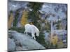 Washington, Adult Mountain Goat Steps Down a Rock Face in the Alpine Lakes Wilderness-Gary Luhm-Mounted Photographic Print