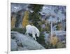 Washington, Adult Mountain Goat Steps Down a Rock Face in the Alpine Lakes Wilderness-Gary Luhm-Framed Photographic Print