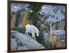 Washington, Adult Mountain Goat Steps Down a Rock Face in the Alpine Lakes Wilderness-Gary Luhm-Framed Photographic Print