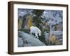 Washington, Adult Mountain Goat Steps Down a Rock Face in the Alpine Lakes Wilderness-Gary Luhm-Framed Photographic Print