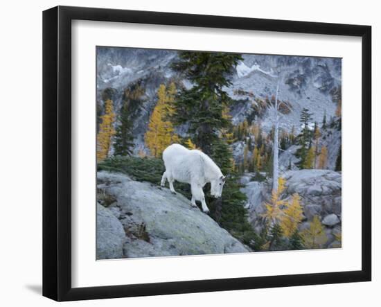 Washington, Adult Mountain Goat Steps Down a Rock Face in the Alpine Lakes Wilderness-Gary Luhm-Framed Photographic Print