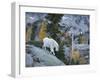 Washington, Adult Mountain Goat Steps Down a Rock Face in the Alpine Lakes Wilderness-Gary Luhm-Framed Photographic Print