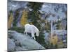 Washington, Adult Mountain Goat Steps Down a Rock Face in the Alpine Lakes Wilderness-Gary Luhm-Mounted Photographic Print