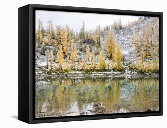 Washington, Alpine Lakes Wilderness. Enchantment Lakes, larch trees reflected in Leprechaun Lake-Jamie & Judy Wild-Framed Stretched Canvas