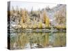 Washington, Alpine Lakes Wilderness. Enchantment Lakes, larch trees reflected in Leprechaun Lake-Jamie & Judy Wild-Stretched Canvas