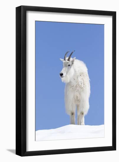 Washington, Alpine Lakes Wilderness, Mountain Goat, Billy Goat, Male-Jamie And Judy Wild-Framed Premium Photographic Print