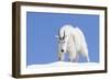 Washington, Alpine Lakes Wilderness, Mountain Goat, Billy Goat, Male-Jamie And Judy Wild-Framed Photographic Print