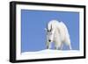 Washington, Alpine Lakes Wilderness, Mountain Goat, Billy Goat, Male-Jamie And Judy Wild-Framed Photographic Print